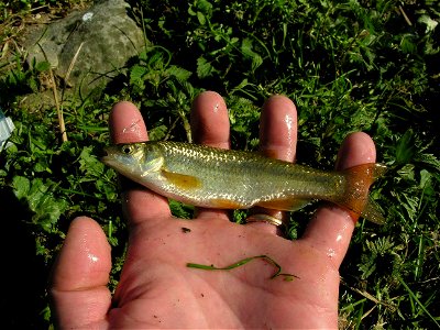 Squalius lucumonis photographed in Tuscany, Italy.
Photo by Nicola Fortini. 

Released after photo.