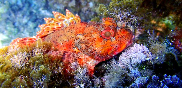Più grandi delle altre specie. Di colore rosso-arancio. La testa è grossa, coperta di creste spinose. Tra gli occhi vi sono tre spine, anche le narici sono spinose. 
Come tutti gli scorpenidi ha 