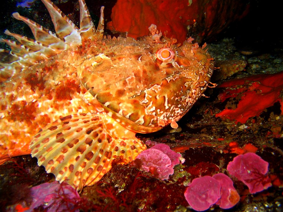 Scorpaena scrofa