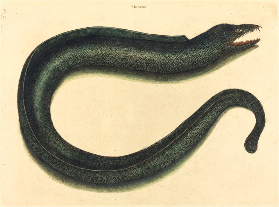 The Muray (Muraena helena)