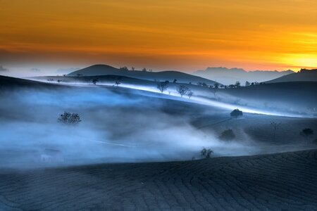 Tea frost province