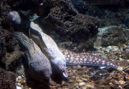 Muraena helena and other fishes in Rhodes Aquarium