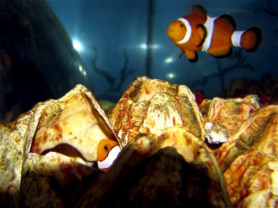 Clown fish (Amphiprion percula).