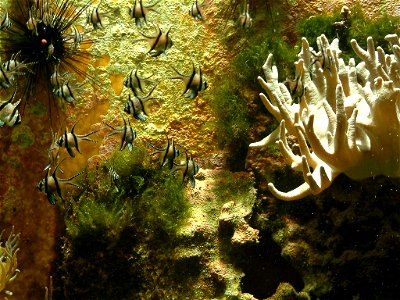 DSCF0020 Düsseldorf Aquarium