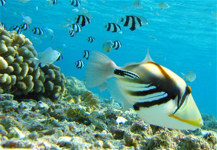 Picasso Triggerfish, Rhinecanthus aculeatus. Picture taken on the island of Fihalhohi in the Maldives. photo