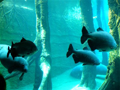 West Indian Manatee (Trichechus manatus) and tambaquis (Colossoma macropomum) in the "Manati-Haus" at Tiergarten Nürnberg, germany photo