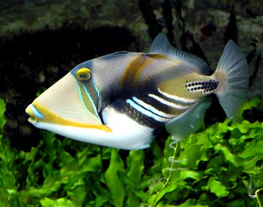 Picasso triggerfish (Rhinecanthus aculeatus) at Bristol Zoo, Bristol, England. 

Photographed by Adrian Pingstone in December 2005 and released to the public domain.