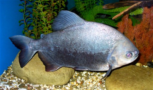 Pacu (Colossoma) photo