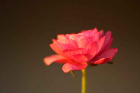 Pink close up blossom photo