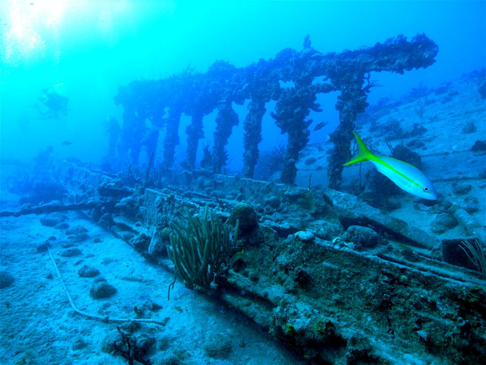 Yellowtail snapper (Ocyurus chrysurus) at RMS Rohne Wreck off the British Virgin Islands, Caribbean.