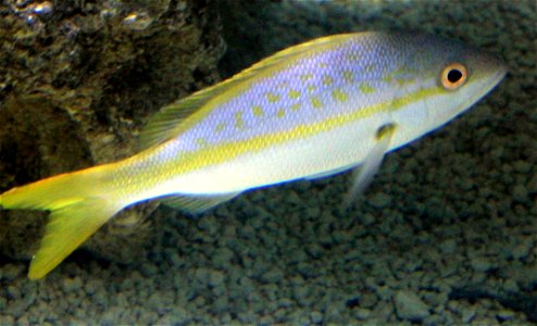 Different types of fishes Common marine fish with a yellow forked tail. Ocyurus chrysurus. photo