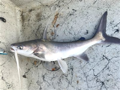 Gafftopsail Catfish (Bagre marinus) photo