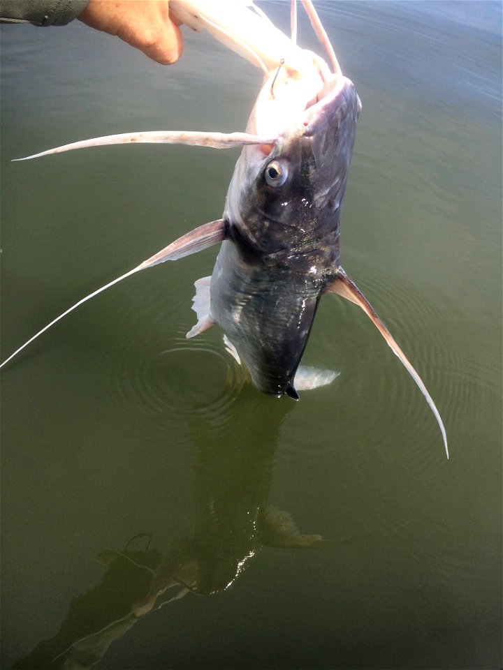Gafftopsail Catfish (Bagre marinus)