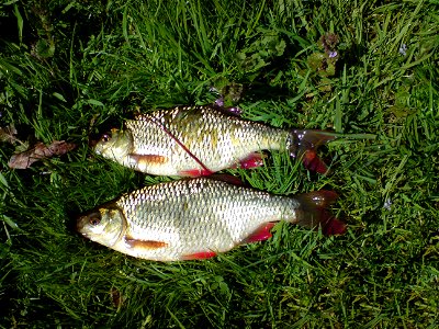 Two Common Rudd (Scardinius erythrophthalmu)