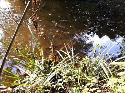 Rotfeder (Scardinius erythrophthalmus) im Wüerital Weiher, Gemeinde Birmensdorf