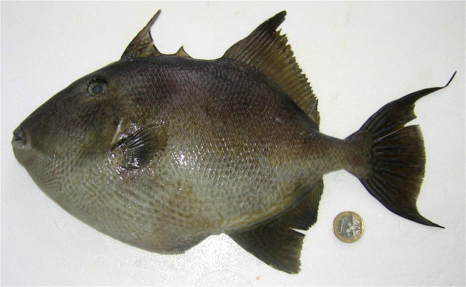 Baliste capturée par Benjamin Mahé, île de Groix, Bretagne, France. Photographiée par Frédéric Mahé le 22 août 2005 à 17h56. Balistes capriscus fished by Benjamin Mahé, island of Groix, Brittany, Fran photo