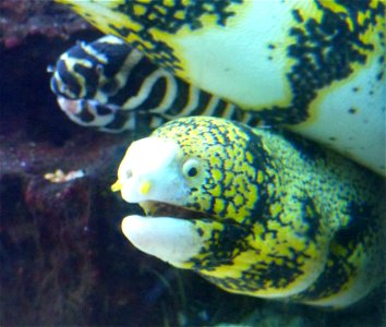 Muränen im Aquarium der Wilhelma