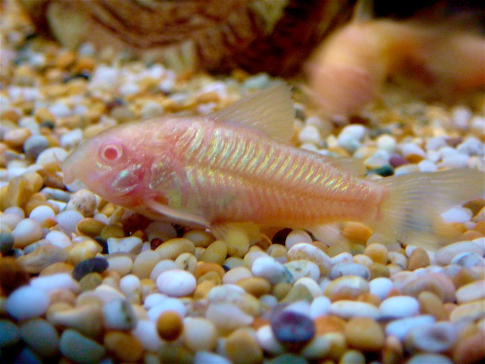 One of my albino cories