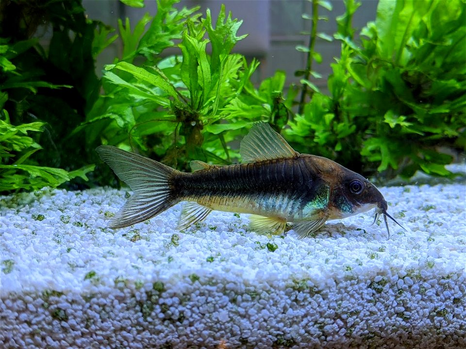 Sideview of a female bronze corydoras (corydoras aeneus) in a home aquarium.