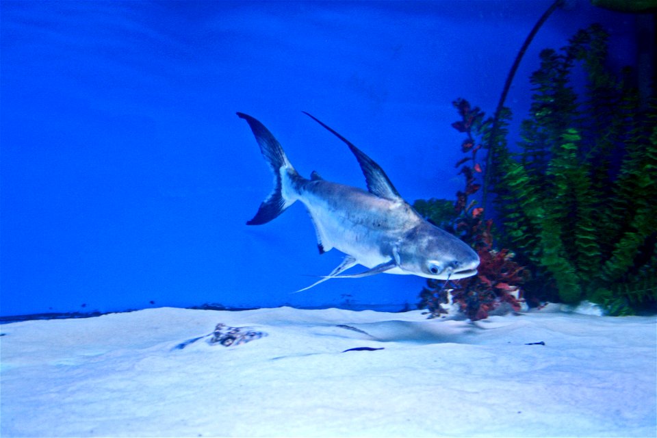 Fish Pangasius sanitwongsei, Pangasius sanitwongsei in Prague sea aquarium, Czech Republic