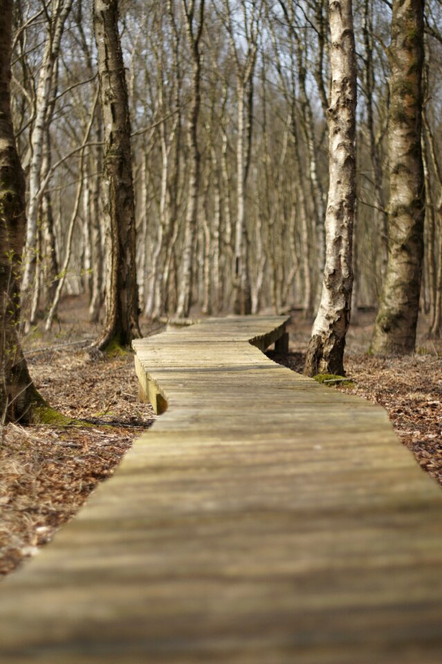 Wood bridge nature reserve photo