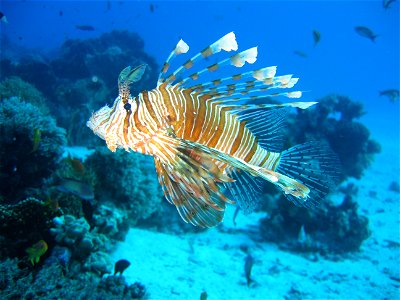 der rotfeuerfisch hat rot oder goldbraune streifen und wird ca. 38cm gross er hat sehr viel gift in seinen rückenflossen und ist fische photo