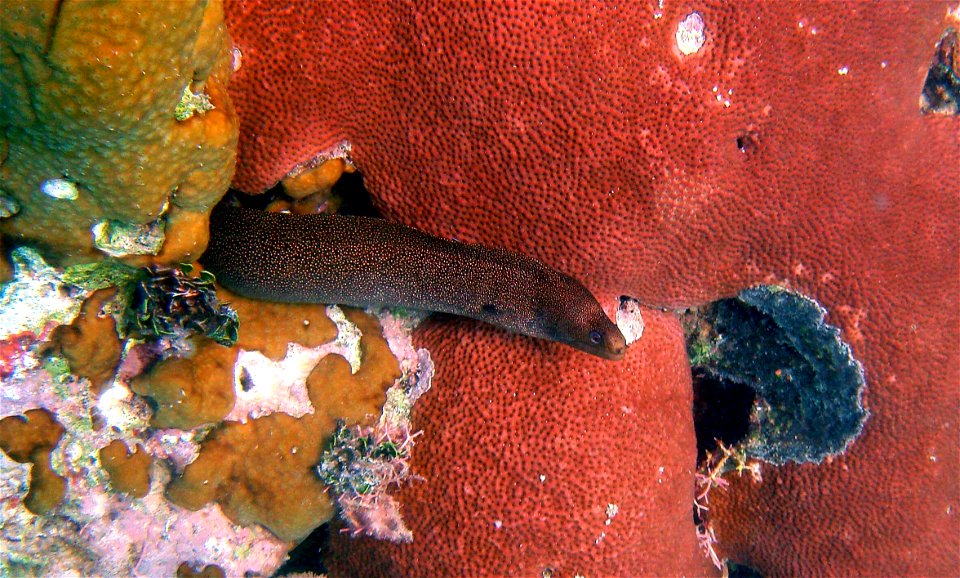 Goldentail Moray, photographed near Holguin, Cuba