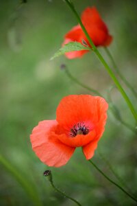 Nature flower spring