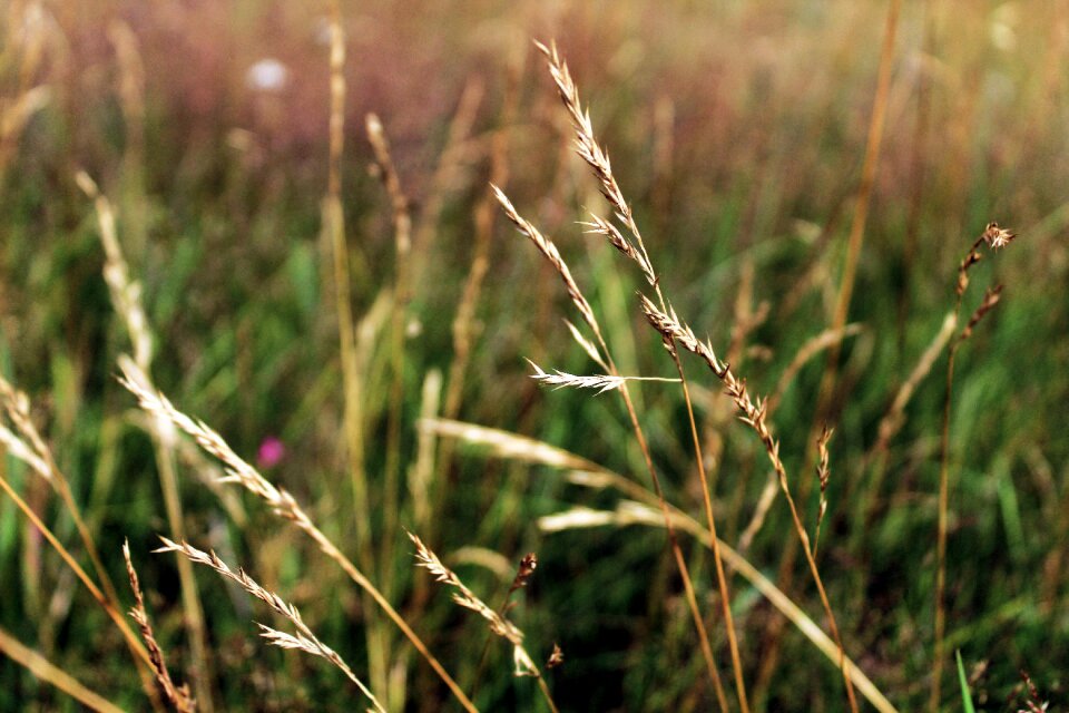 Nature field village