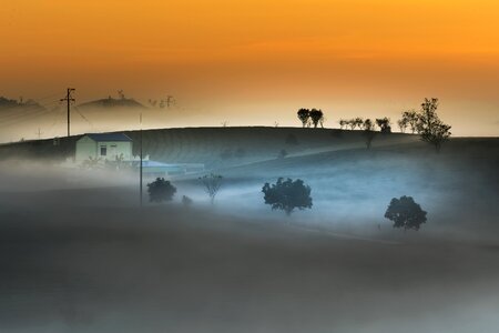 Tea frost province