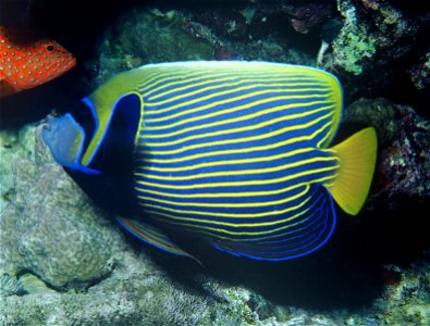 A emperor angelfish