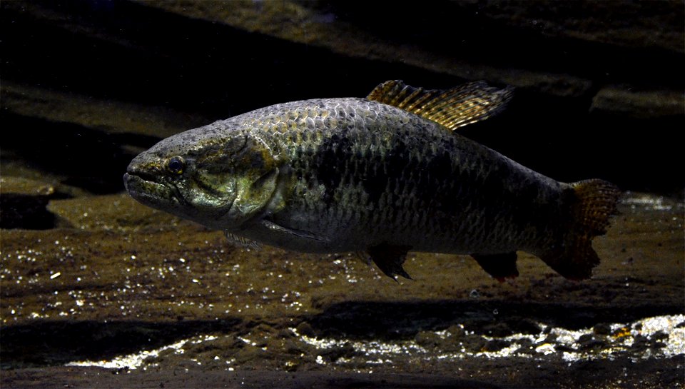 Trahira ( Hoplias malabaricus ). Aquarium tropical du Palais de la Porte Dorée, in Paris. photo