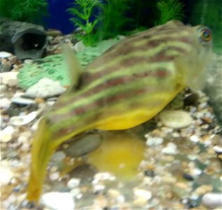 Fahaka pufferfish (Tetraodon lineatus) at the exhibition "Underwater World" in Tomsk.