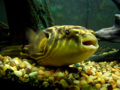 13 inch fahaka puffer fish. photo