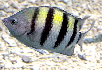 Different types of fishes A commonly seen fish of the Damselfish Family. Abudefduf saxatilis. photo