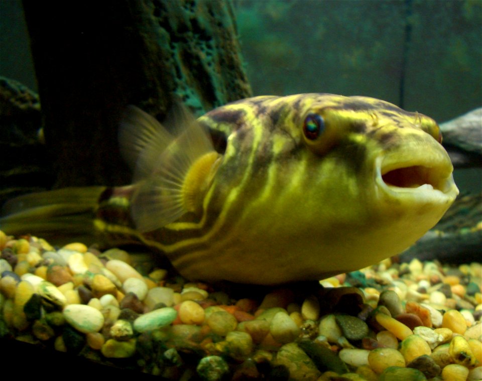 13 inch fahaka puffer fish. photo