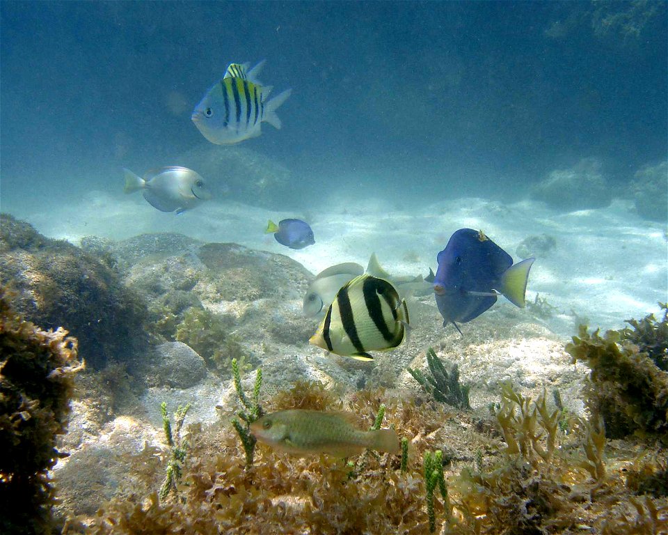 Peixes recifais no recife de Picãozinho.
