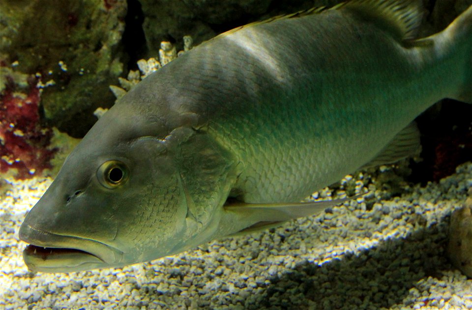 Different types of fishes
A giant snapper species in the Atlantic. Inhabits the Southern florida, the Caribbean , and the Bahamas. 