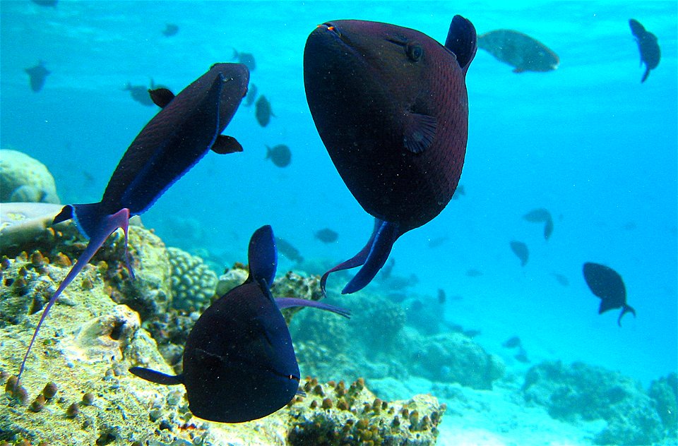 Redtoothed triggerfish2