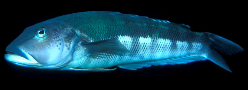 Parapercis colias (Blue cod)
