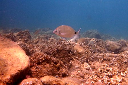 Diplodus sargus (Sargo) en la playa de El Portús en Cartagena (Spain)