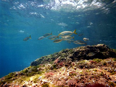 School of Sarpa Salpa in El Portús (Cartagena, Spain)