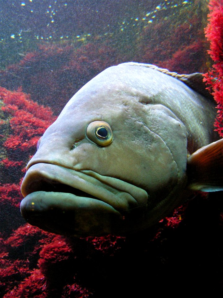 Dusky Grouper, Epinephelus Guaza/Epinephelus Marginatus, Photographed in Wilhelma Zoo (Stuttgart)