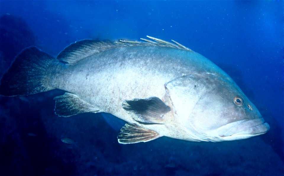 Epinephelus marginatus, Synonym: Epinephelus guaza