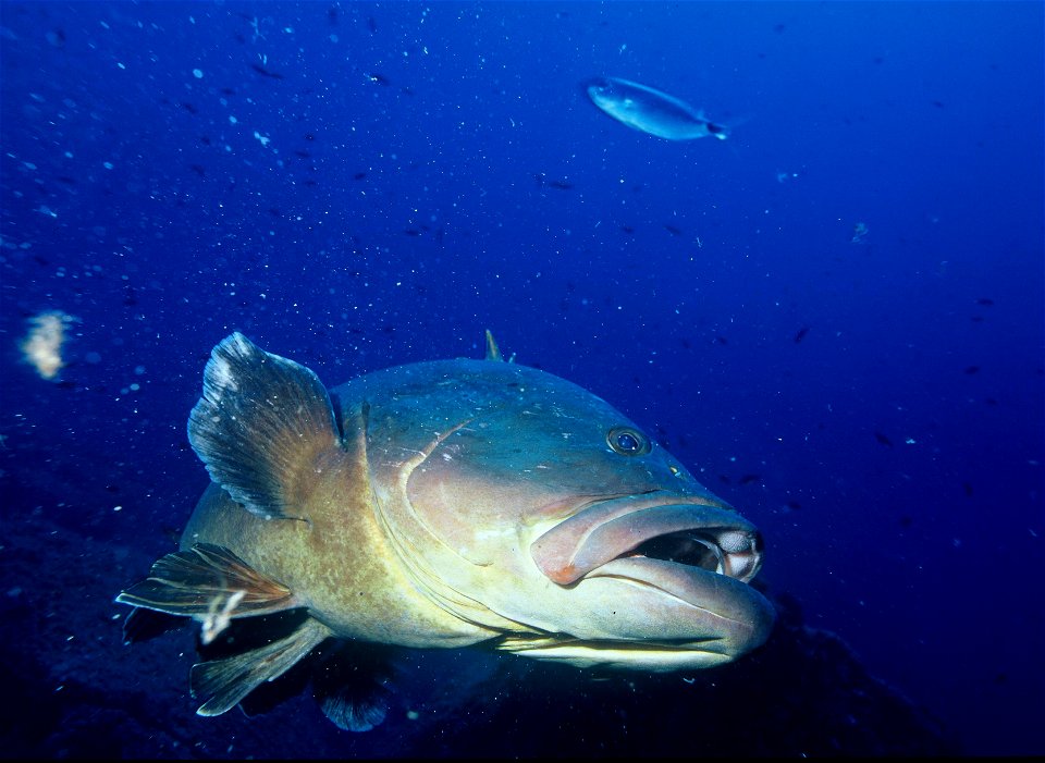 Epinephelus marginatus, Synonym: Epinephelus guaza