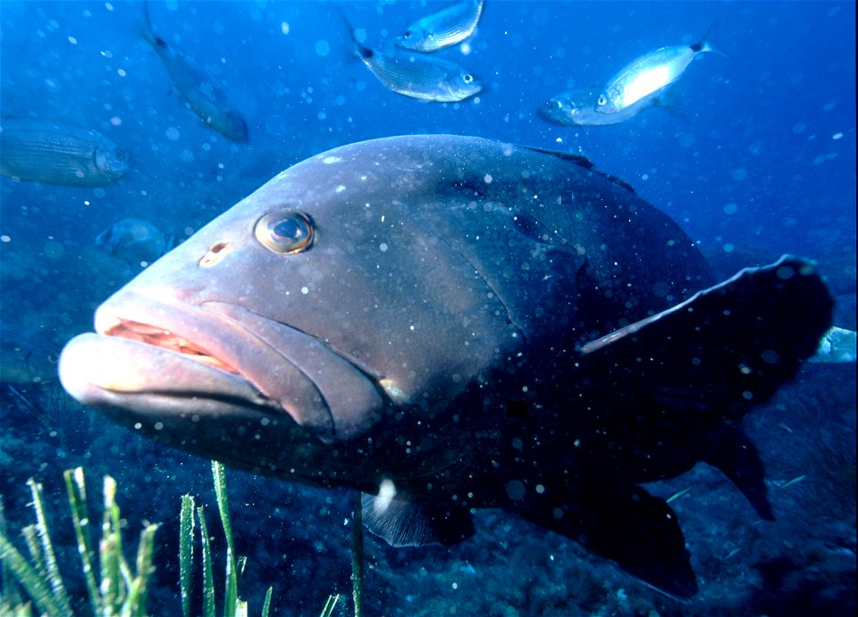 Epinephelus marginatus