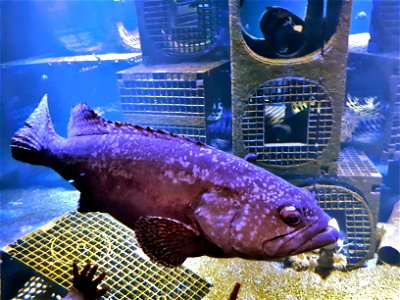 Dusky grouper in the National Center of the sea Nausicaa in Boulogne-sur-mer (Pas-de-Calais, France).