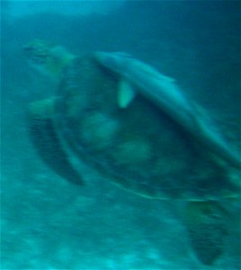 While snorkeling in the Caribbean of of St. Thomas, USVI I snapped a shot of this Remora hitching a ride on a Sea Turtle.