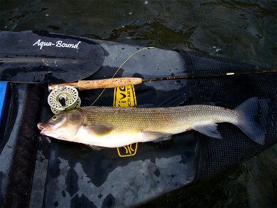 20" Mountain Whitefish taken from the Yellowstone River near Corwin Springs, MT on March 7, 2010 (Released)