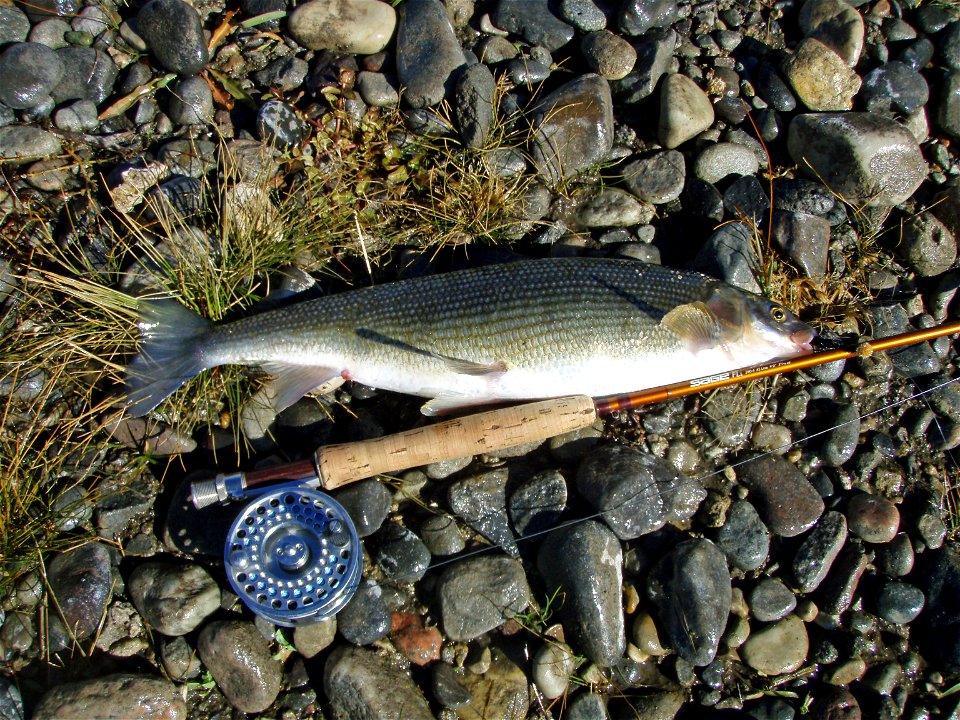 Mountain whitefish (Prospium williamsoni), East Gallatin River, Montana, 2009